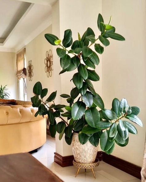 Discover the Best Indoor Plants for Every Room of Your House and enhance the aesthetic appeal with greenery at every part of home. Rubber Tree Plant Care, Rubber Plant Indoor, Indoor Tree Plants, Rubber Plant Care, Money Plants, Apple Plant, Tall Indoor Plants, Rubber Tree Plant, Popular House Plants