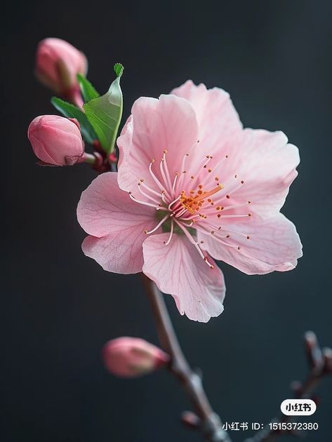 Cherry Blossom Photography, Cherry Blossom Photo, White Flower Tattoos, Cherry Blossom Images, Photo To Watercolor, Japanese Plants, Flower References, Different Types Of Flowers, Cherry Flower