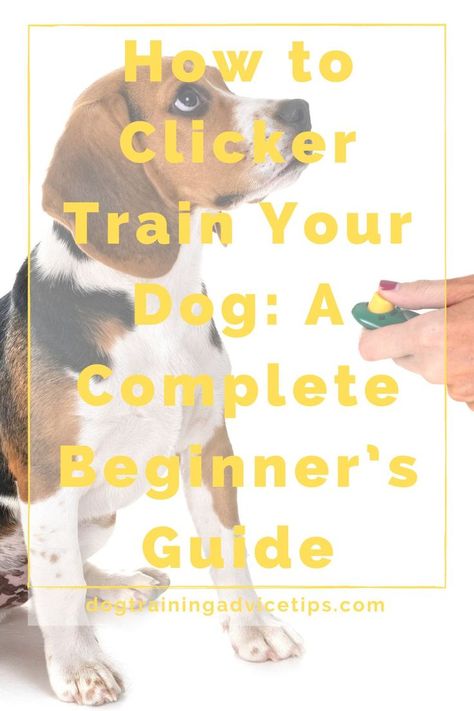 Clicker Training Puppy, Bird Dog Training, Positive Reinforcement Dog Training, Crate Training Dog, Dog Clicker Training, Dog Trends, Dog Training School, Agility Training For Dogs, Dog Leash Training