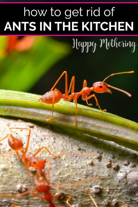 White Stones Garden, Ant Repellant, Sugar Ants, Ant Repellent, Gardening Tips And Tricks, Red Ant, Ant Control, Rid Of Ants, Red Sugar