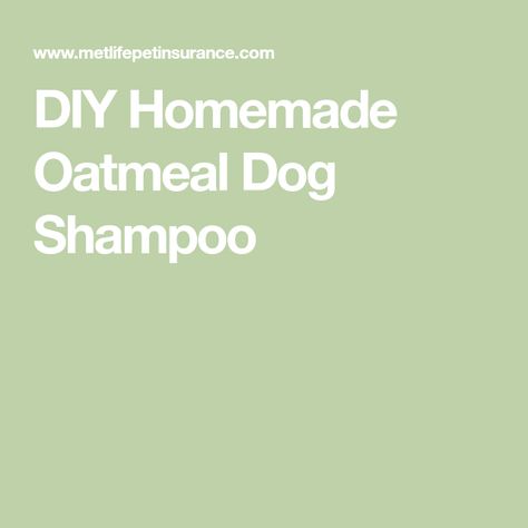 DIY Homemade Oatmeal Dog Shampoo Oatmeal Shampoo For Dogs, Dog Shampoo Recipe, Diy Dog Shampoo, Homemade Dog Shampoo, Diy Oatmeal, Oatmeal Dog Shampoo, Shampoo Recipe, Homemade Oatmeal, Diy Shampoo