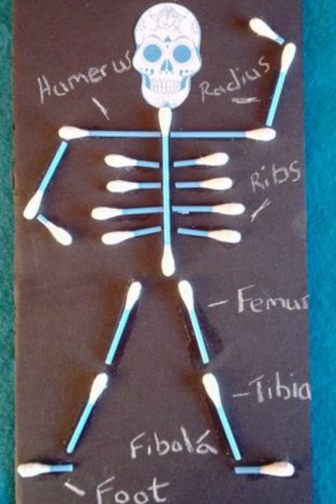 Educational Crafts For Kids, Human Body Crafts, Human Body Projects, 123 Homeschool 4 Me, Human Skeleton Anatomy, Human Body Activities, Body Bones, Body Craft, Fun Indoor Activities