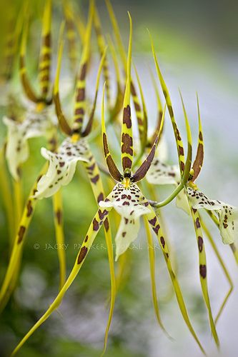 Brassia lawrenceana - Spider orchid Spider Orchid, Strange Flowers, Plant Fungus, Exotic Orchids, Brown Flowers, Unusual Plants, Wild Orchid, Unusual Flowers, Orchid Care