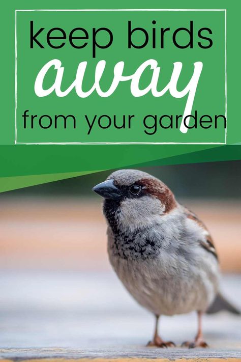 Keep Birds Out Of Garden Diy, Keep Birds Out Of Garden, How To Keep Animals Out Of Your Garden, Keep Animals Out Of Garden, How To Keep Critters Out Of Garden, Keeping Birds Out Of Garden, Best Way To Keep Animals Out Of Garden, How To Keep Critters Out Of Garden Raised Beds, Bird Deterrents