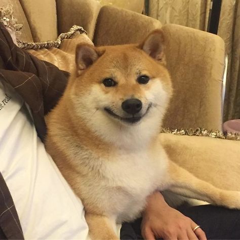 Shiba-Cheems-Meme-Dog-Balltze Happy Dog Meme, Shiba Inu Dog, Popular Dog Breeds, Funny Dog Pictures, Popular Dog, Dog Pin, Shelter Dogs, Happy Dogs, Shiba Inu