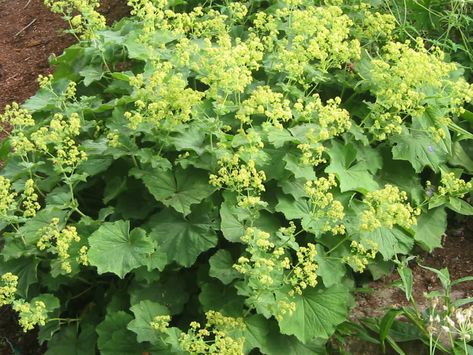 Lady's Mantle is easy to grow. Typically, the plant grows well in regions with cool summers and moist, fertile soil and is hardy in USDA... Lady’s Mantle Garden, Ladies Mantel Plant, Lady Mantle Plant, Lady’s Mantle Companion Plants, Ladies Mantle Plant, Lady's Mantle Plant, Lady’s Mantle, Ladys Mantel, Maine Gardening