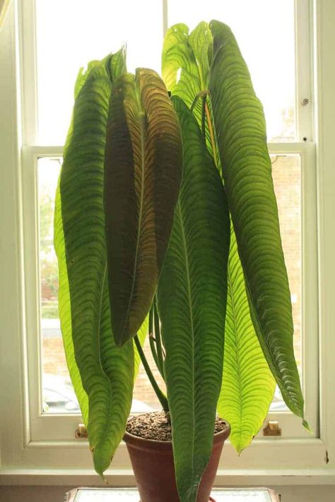 Interesting House Plants, Rare House Plants, Plants In Nature, Special Plants, Plant Care Guide, Plant Goals, Inside Plants, Hotel Booking, Plant Aesthetic