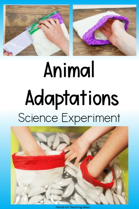 Animal Stem Activities For Kids, Decomposers Activity, Steam Kindergarten, Animal Science Experiments, Animal Science Activities, Animal Adaptations Activities, Adaptations Science, Adaptations Activities, Animal Biology