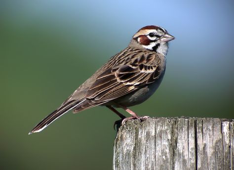 Lark Sparrow, Mexico Wildlife, Bird Reference, Sparrow Tattoo, Life List, Arachnids, Animal Photos, Backyard Birds, Endangered Species