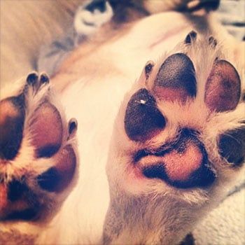 How to Properly Care for Your Dog's Paw Pads | Preventive Vet Dog Paw Pads, Dog Pads, Hiking Dogs, Dog Boots, Paw Pads, Dog Sledding, Dog Paw, Dog Coats, Dog Paws