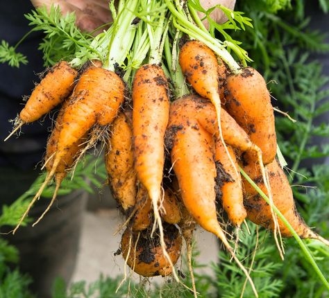 Handful of carrots Carrots Garden, Chinese Leaves, Chinese Salad, How To Grow Vegetables, Chinese Mustard, Pea Plant, Monty Don, Veg Patch, Spring Treats