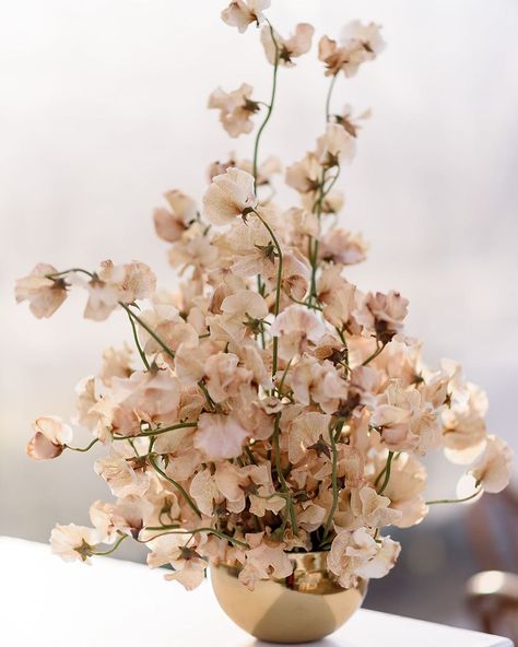 T⃒R⃒A⃒N⃒S⃒P⃒L⃒A⃒N⃒T⃒S⃒ on Instagram: “Sweet Sweet pea . 📸 by @jennydemarcoweddings @commodoreperryauberge . . . . . . #flowers #flower #sweetpeas #art #sculpture #design…” Sweet Pea Centerpiece, Sweet Pea Bridesmaid Bouquet, Sweet Pea Wedding Flowers, Sweet Peas Flowers, Sweet Pea Wedding, Sweet Pea Bouquet, Sweet Pea Flowers, Sculpture Design, Orchid Bouquet