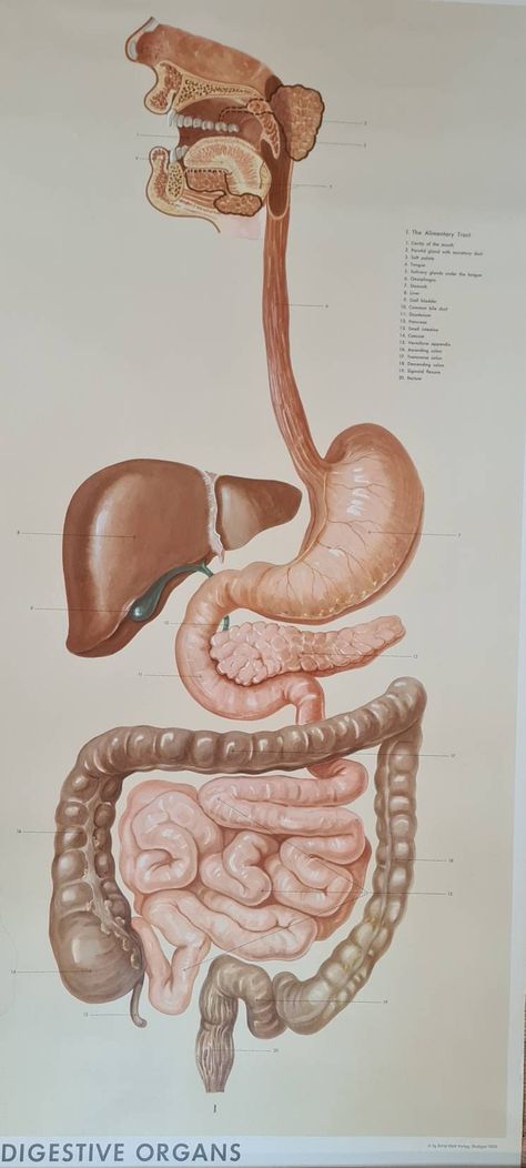 We are pleased to present for sale this large anatomical poster of the human digestive system, dating from 1955. This large original poster is printed on canvas with two wooden end pieces - one with string allowing the poster to be hung from a wall and rolled up when not in use. The poster is by Ernst Klett Verlag, Stuttgart and was published by Adam Rouilly. It is 115 cm by 80 cm in size. It shows all the essential parts of the digestive system and elementary canal, from mouth to large intestin