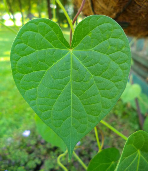 Morning Glory Leaves, Heart Leaf Plant, Morning Glory Photography, Linden Leaf, Leaves Drawing, Morning Glory Flowers, Art Nouveau Flowers, Paper Plants, Leaf Drawing