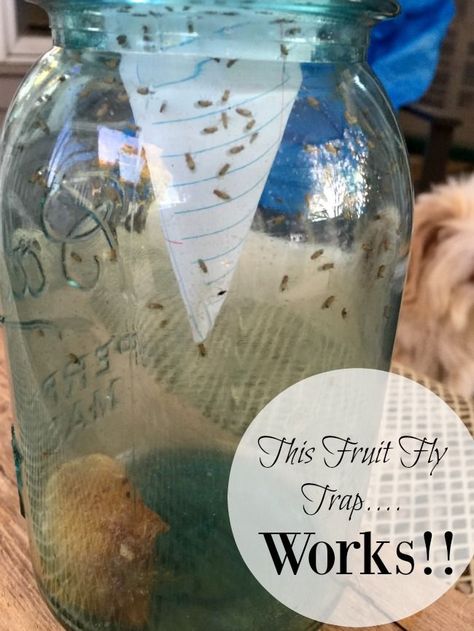 A Fruit Fly Trap that Works! www.homeroad.net #fruitflies #kitchenpests #pestcontrol #bugs #solutions #kitchensolutions Flies Trap Diy, Fruit Flies In House, Fruit Fly Trap Diy, Diy Fly Trap, Diy Vinegar, Diy Apple Cider, Green Crafts, Bottles Diy, Fruit Fly Trap