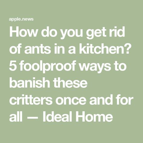 How do you get rid of ants in a kitchen? 5 foolproof ways to banish these critters once and for all — Ideal Home Ideal Home Magazine, Rid Of Ants, Get Rid Of Ants, Top Soil, Diy Renovation, House And Home Magazine, Cleaning Tips, Decorating Tips, A Kitchen