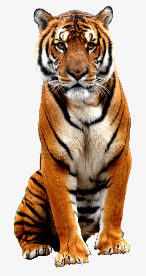 Cute Wild Animal Pictures, Picture Of Animals, Charcoal Bengal, Bengal Cat Facts, Tiger Background, Wallpaper Tiger, Tiger Wild, Tiger Clipart, Tiger Quotes