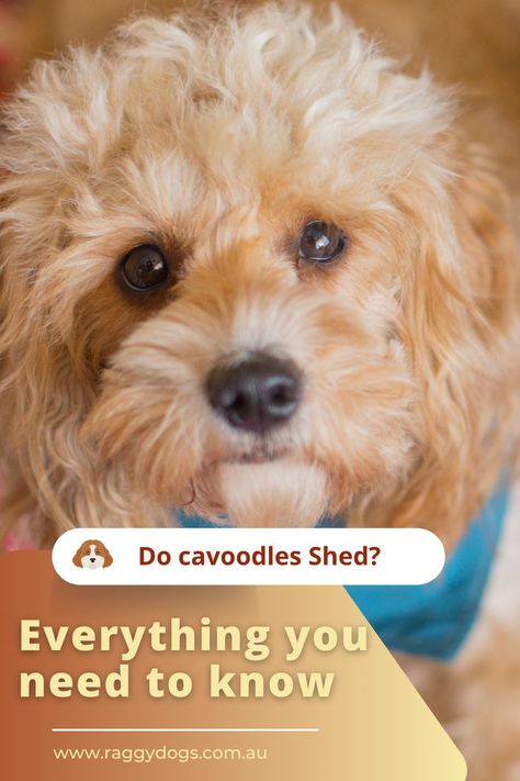 Cavoodle Grooming styles, how, why, what and when to a low shedding coat Dog Clippers, Grooming Style, Dog Blog, Important Facts, Allergies, Take Care, Need To Know, Shed, Australia