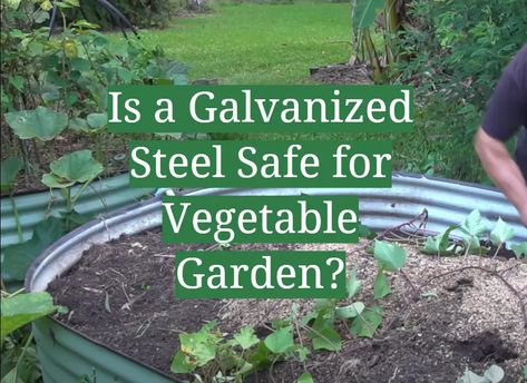 Galvanized Steel Is a Common Material Used in the Manufacture of Steel Containers, Including Food Containers. Learn More About Galvanized Steel and Whether It’s Safe for Use in a Vegetable Garden. Galvanized Container Gardening, Metal Container Garden, Raised Galvanized Garden Beds, Galvanized Raised Garden Beds Layout, Galvanized Steel Raised Garden Beds, Galvanized Garden Beds, Galvanized Raised Garden Beds, Stock Tank Gardening, Raised Container Garden