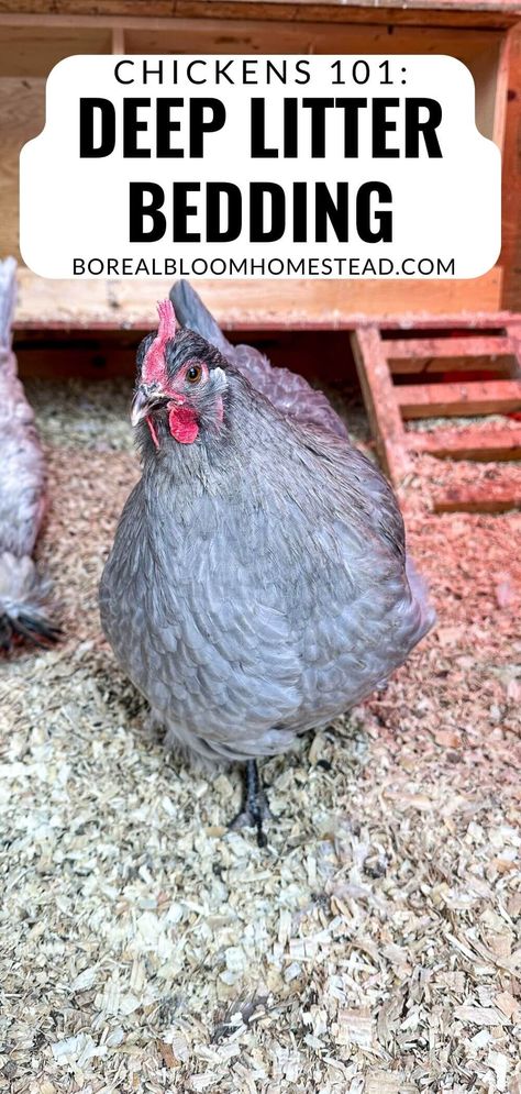 Deep Litter Method, Chicken Coop Bedding, Urban Chicken Coop, Coop Signs, Raising Turkeys, Baby Chicks Raising, Texas Garden, Chicken Poop, Homestead Life