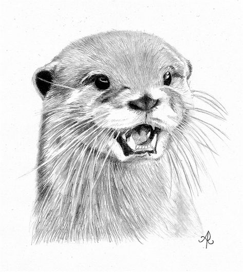 Otter Drawing Sketches, Otters Drawing, Otter Sketch, Animal Pencil Drawings, Otter Drawing, Otter Tattoo, Realistic Animal Drawings, Otter Art, Scratchboard Art