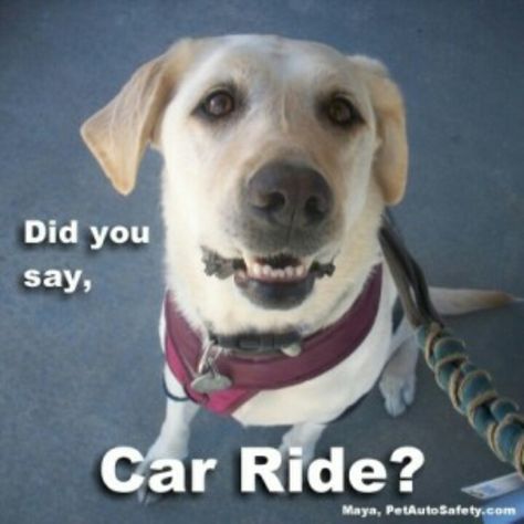 He's thinking... ;-) Dog Car Ride Captions, Wednesday Funny, Dog In Car, Animal Captions, Car Funny, Funny Dog Memes, Fun Pictures, Pictures Of Dogs, Batman Robin