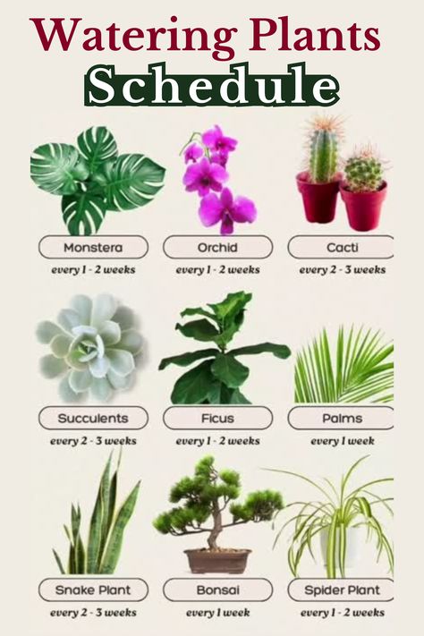 Struggling with your plant’s watering routine? Learn the ideal watering schedule for various houseplants to keep them thriving! 🌱 Follow these tips and ensure your plants get just the right amount of moisture. Join the GreenMinded community for more plant care insights! 💧 #plantcare #wateringtips #greenminded #houseplants Fertilizer For Indoor Plants, Types Of Succulents Plants, Orchid Cactus, Houseplant Care, Plant Maintenance, Plant Pests, Plant Care Houseplant, Succulents Plants, Types Of Succulents