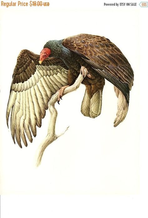 Turkey Vulture, Animal Illustration Art, Vulture Culture, Illustration Botanique, Scientific Illustration, Landscape Illustration, Animal Sketches, Bird Illustration, Illustration Artists