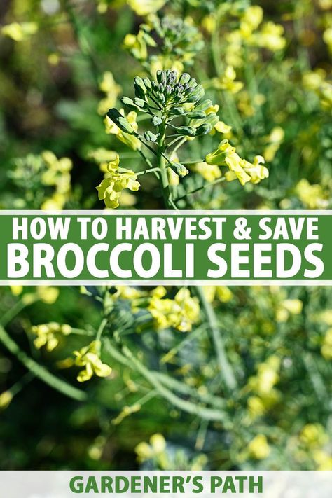 Saving seeds from your broccoli crop is a great way to spend less and grow more sustainably! One head of broccoli can produce hundreds of seeds that can be cultivated for fresh, delicious veggies, year after year. Learn how to collect and save broccoli seeds now on Gardener's Path. #seedsaving #broccoli #gardenerspath How To Save Broccoli Seeds, Saving Broccoli Seeds, Growing Broccoli From Seed, Saving Seeds From Vegetables, Arkansas Garden, Harvesting Broccoli, Seed Harvesting, Broccoli Plant, Growing Broccoli