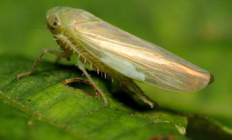 Leafhopper, Insect Photography, Overwintering, Rock Creek, Beneficial Insects, Garden Supplies, Beets, Vegetable Garden, Peppers