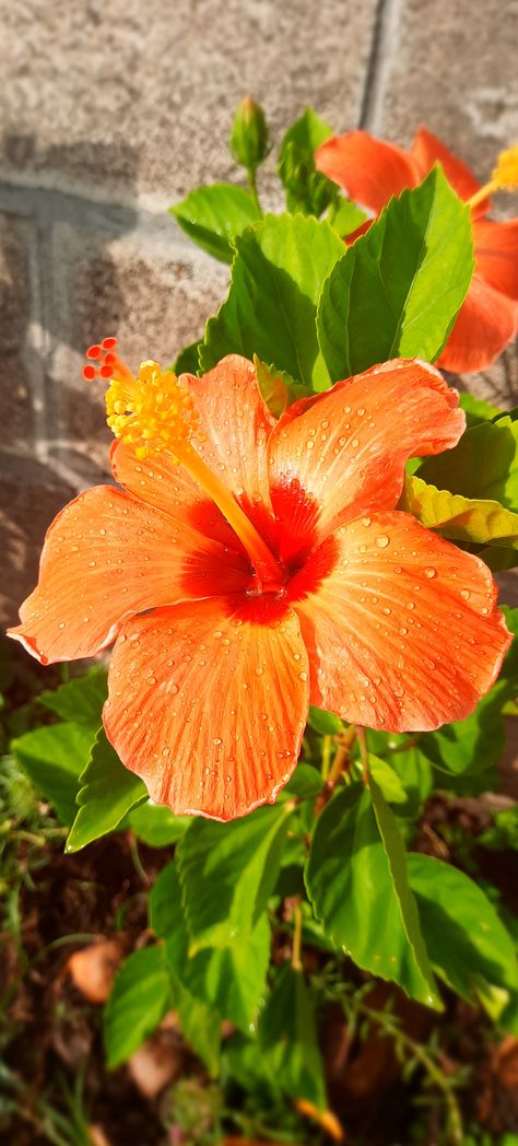 Hibsuci Flower, Habisquis Flower, Beachy Wallpapers, Orange Hibiscus, Purple Hibiscus, Money Flowers, Hibiscus Plant, Hawaiian Hibiscus, Nothing But Flowers