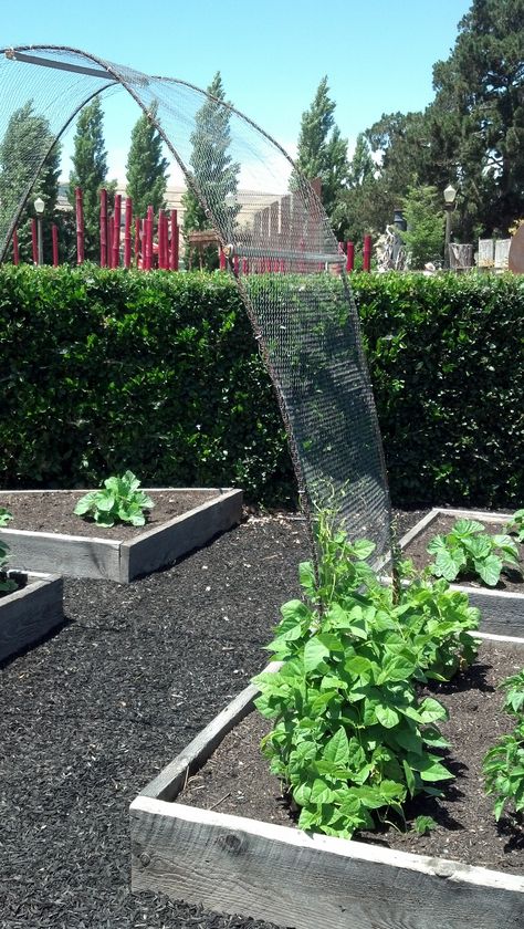 Rebar and Chicken wire make a practical arch between veggie planters for maximizing space. Grape Trellis, Garden Vertical, Arch Trellis, Diy Trellis, Garden Crafts Diy, Veg Garden, Chicken Wire, Garden Trellis, Garden Structures