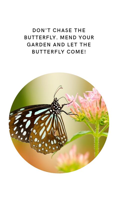 Don't chase the butterfly. Mend your garden and let the butterfly come! Happy Birthday Cake Pictures, Cake Pictures, Happy Birthday Cakes, The Butterfly, Self Improvement, Birthday Cake, Happy Birthday, Inspirational Quotes, Let It Be