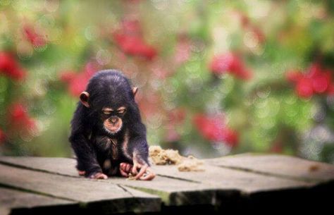 What an adorable little baby!! Baby Chimpanzee, Cute Monkey, Baby Monkey, Little Monkeys, Jolie Photo, Primates, Sweet Animals, Animal Photo, Animals Friends