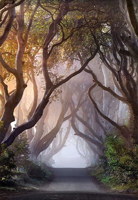 Voice of Nature - Photography of Scotland and Ireland by Stephen... White Photo, Magical Places, Beautiful Tree, Amazing Nature, Nature Photos, Nature Beauty, Beautiful World, Pretty Pictures, In The Middle