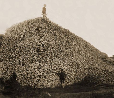 29 Historical Photos - Fun, Amazing and Unbelievable 15 Old West Photos, Bison Skull, Powerful Pictures, Haunting Photos, Buffalo Skull, Creepy Photos, Rare Historical Photos, American Bison, Inspirational Photos