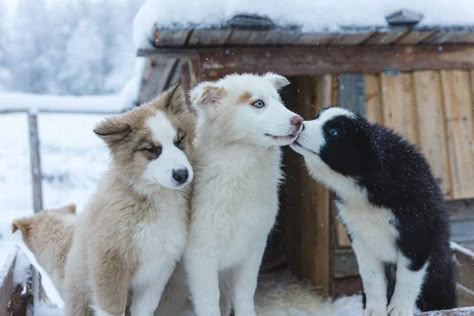 Sled Dog Aesthetic, Dog Sledding Aesthetic, Aesthetic Dog Pictures, Yakutian Laika, Laika Dog, Animals Underwater, Wolf Poses, Mixed Dog Breeds, Aggressive Dogs