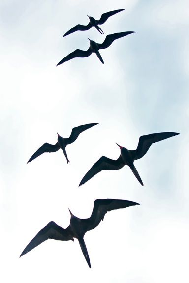 Magnificent Frigatebirds in flight Iwa Bird Tattoo Hawaiian, Pirate Bird, Sea Gulls Flying, Bird In Flight Silhouette, Frigate Bird, Black Headed Gull, Galapagos Finches, Florida Tattoos, Tato Maori