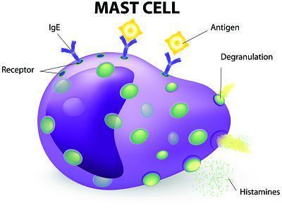 Mast Cells and Histamine in MPN Related Itching Explained - Dr Becky, Mast Cell Activation, Blood Components, Autoimmune Disorders, Mast Cell Activation Syndrome, Low Histamine, Mast Cell, Ehlers Danlos, Ehlers Danlos Syndrome