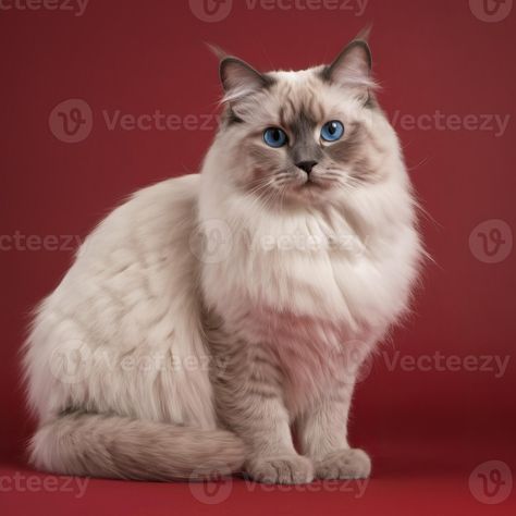 AI generated Full body of a ragdoll cat on plain background Plain Background, Plains Background, Ragdoll Cat, Full Body, Free Stock Photos, Royalty Free Stock Photos, Stock Photos, Animals