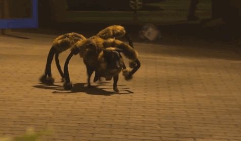 Pranksters Dressed A Dog Up As A Giant Spider To Scare People In Poland ... this is hilarious Spider Hybrid, Spider Prank, Dog Spider Costume, Raising Livestock, Scary Dog, Spider Dog, Awesome Costumes, Crazy Animals, Spider Costume