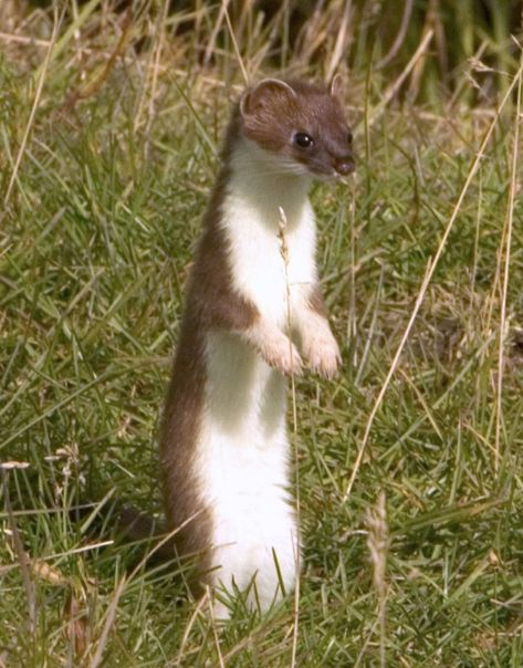 The Stoat or short-tailed weasel (Mustela erminea), also known as the Ermine, is a mustelid native to Eurasia and North America. Because of its wide circumpolar distribution, it is listed as Least Concern on the IUCN Red List. Cute Animal Tattoos, British Wildlife, Animal Sketches, Animal Tshirt, Animal Wallpaper, Animal Photo, Woodland Animals, 귀여운 동물, Ferret