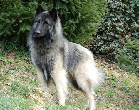 Gray Belgian Tervuren 😍bucket list dog! Belgium Shepherd, Tervuren Dog, Belgian Dog, Berger Malinois, Dog Types, Belgium Malinois, All Cat Breeds, Belgian Tervuren, Malinois Puppies