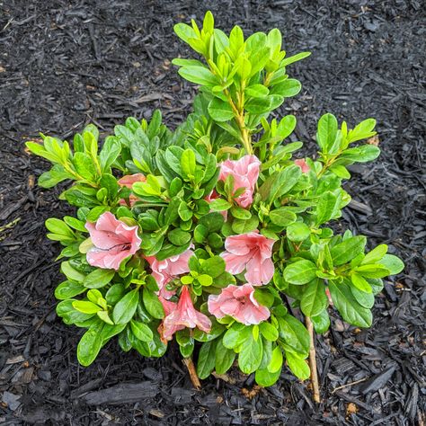 Bed Layout Ideas, Garden Bed Layout Ideas, Autumn Lily Azalea, Easy Garden Beds, Garden Bed Design, Patriot Hosta, Autumn Angel Encore Azalea, Flowering Ground Cover, Blue Azalea