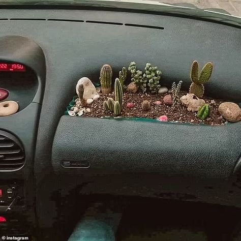 'Cardening' plant lovers are now creating mini garden beds inside their cars | Daily Mail Online Plants In Car, Van Plants, Family Car Stickers, Inside Car, Van Ideas, Family Car, In Car, Plant Collection, Car Stuff