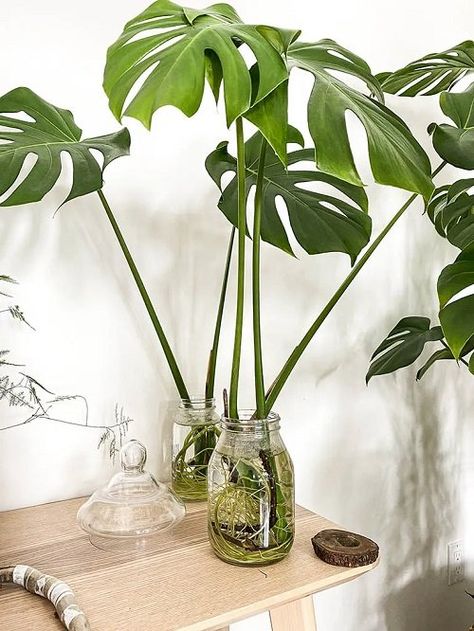 31 Fantastic Indoor Plants in Water on Shelf and Table Ideas Growing Indoor Plants In Water, Hydro Plants Indoor, Plants That Thrive In Water, House Plants That Grow In Water, Indoor Plants Grown In Water, Water Plants Indoor Diy, How To Hang Plants Indoors, Hydrophobic Plants, Aquatic Plants Indoor Water Garden