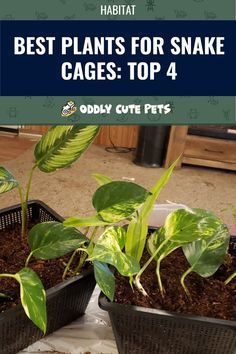 Snake Hides Ideas, Snake Terrarium Ideas Diy, Pet Snake Habitat, Bioactive Snake Terrarium, Bioactive Corn Snake Enclosure, Corn Snake Habitat Ideas, Corn Snake Terrarium Ideas, Snake Habitat Ideas Ball Python, Corn Snake Tank Ideas