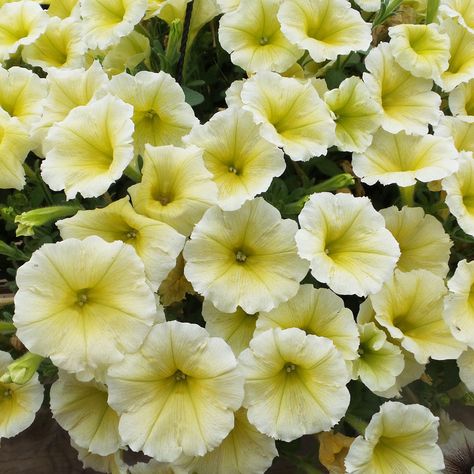 SUPERTUNIA® LIMONCELLO® Petunia - Garden Crossings Beautiful Yellow Flowers, Proven Winners Perennials, Petunia Plant, Long Blooming Perennials, Garden Calendar, Hummingbird Flowers, Garden Stand, Its Beautiful, Lavender Plant