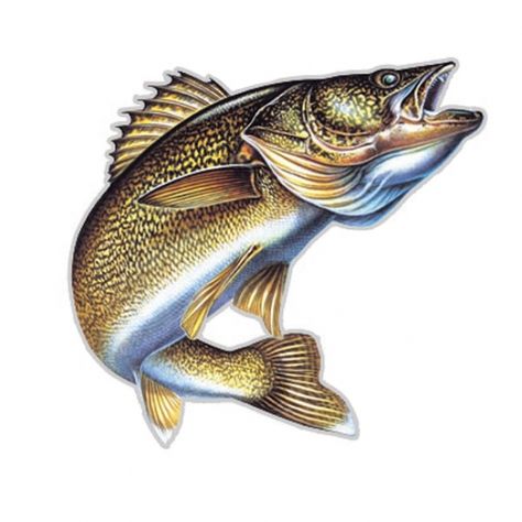 La tête que je fais quand ma mère a mon bulletin Walleye Fishing Lures, Walleye Fish, Walleye Fishing Tips, Fish Artwork, Different Fish, Fishing Pictures, Walleye Fishing, Fishing Rigs, Fishing Quotes