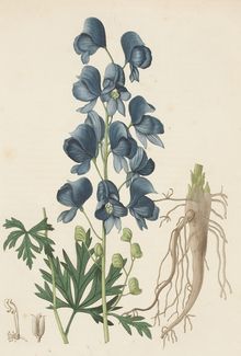 Aconitum Napellus, Poisonous Plants, Illustration Botanique, Plant Drawing, Botanical Drawings, Botanical Illustration, Flower Drawing, Canvas Print Wall, Photographic Prints